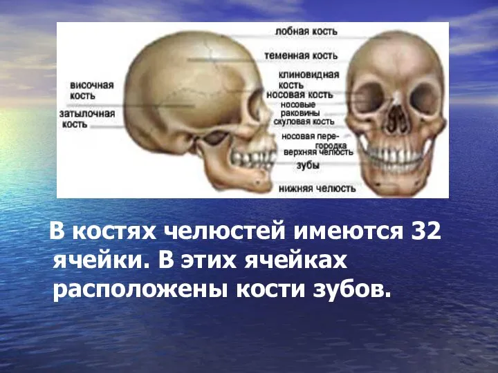 В костях челюстей имеются 32 ячейки. В этих ячейках расположены кости зубов.