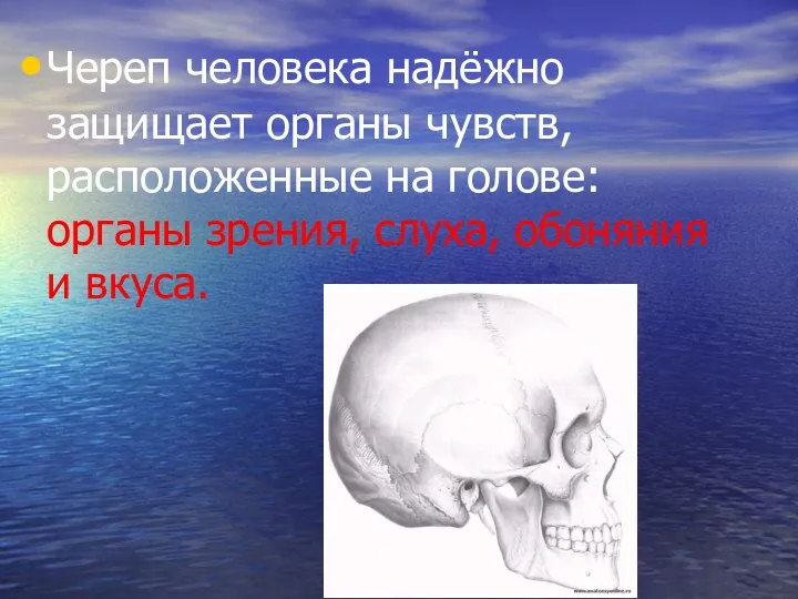 Череп человека надёжно защищает органы чувств, расположенные на голове: органы зрения, слуха, обоняния и вкуса.