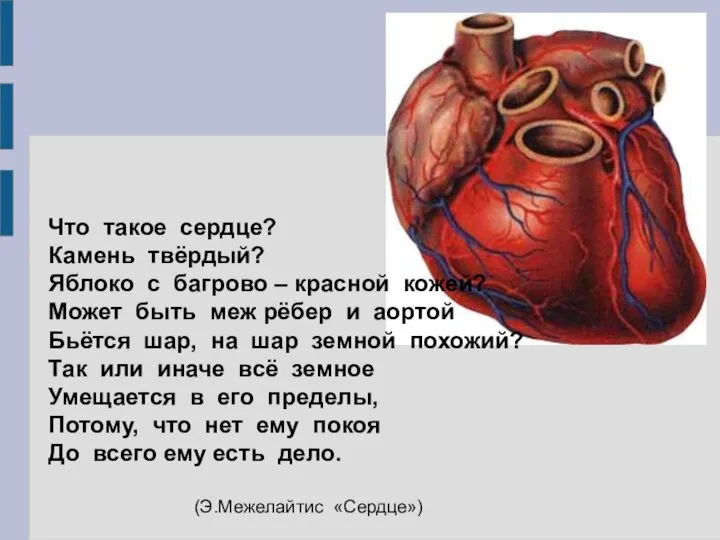 Что такое сердце? Камень твёрдый? Яблоко с багрово – красной кожей? Может