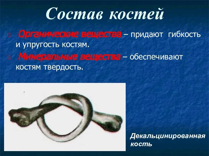 Состав костей Органические вещества – придают гибкость и упругость костям. Минеральные вещества