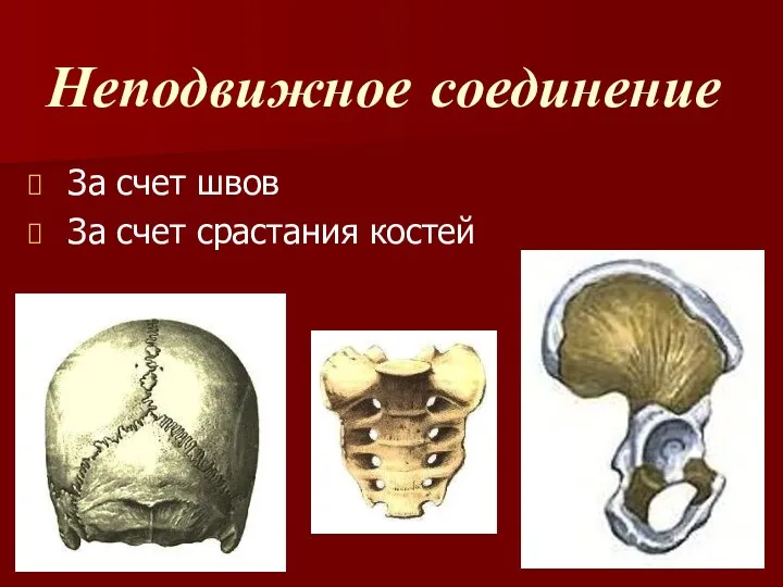 Неподвижное соединение За счет швов За счет срастания костей