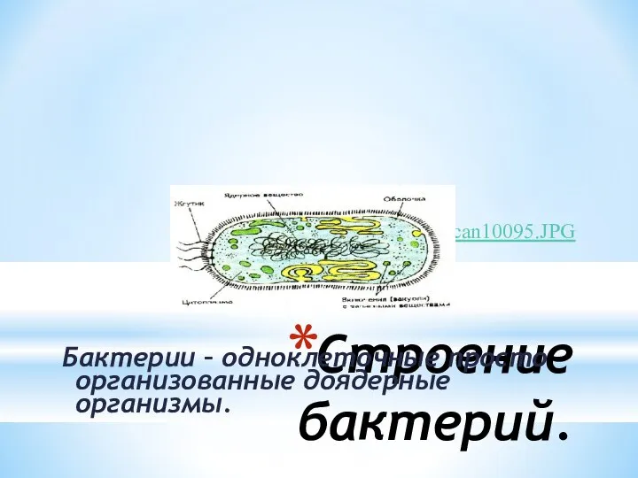 Строение бактерий. Бактерии – одноклеточные просто организованные доядерные организмы. ..\2006-05-24\Scan10095.JPG