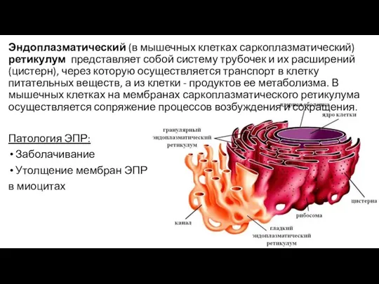 Эндоплазматический (в мышечных клетках саркоплазматический) ретикулум представляет собой систему трубочек и их