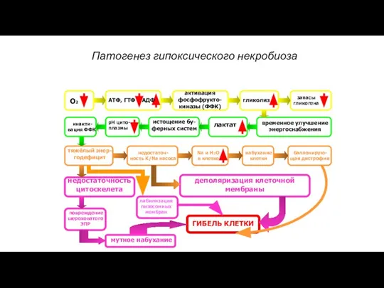 Патогенез гипоксического некробиоза О2 АТФ, ГТФ АДФ активация фосфофрукто- киназы (ФФК) гликолиз