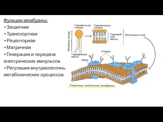 Функции мембраны: Защитная Транспортная Рецепторная Матричная Генерация и передача электрических импульсов Регуляция внутриклеточных метаболических процессов