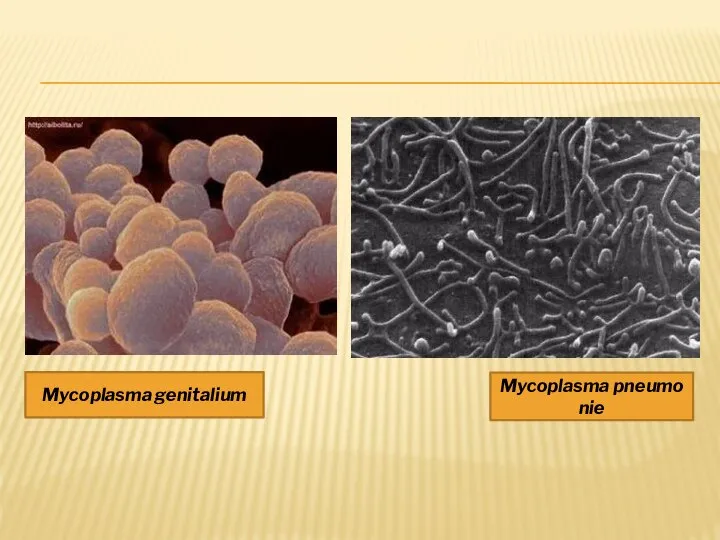 Mycoplasma genitalium Mycoplasma pneumonie