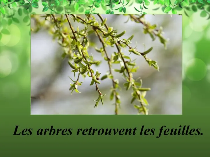 Les arbres retrouvent les feuilles.