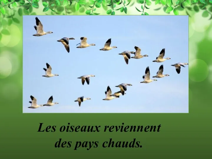 Les oiseаux reviennent des pays chauds.