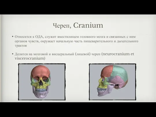 Череп, Cranium Относится к ОДА, служит вместилищем головного мозга и связанных с