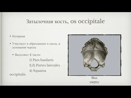 Затылочная кость, os occipitale Непарная Участвует в образовании и свода, и основания