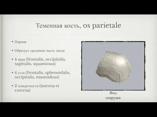 Теменная кость, os parietale Парная Образует среднюю часть свода 4 края (frontalis,