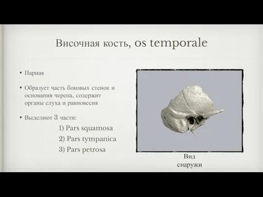Височная кость, os temporale Парная Образует часть боковых стенок и основания черепа,