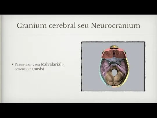 Cranium cerebral seu Neurocranium Различают свод (calvalaria) и основание (basis)