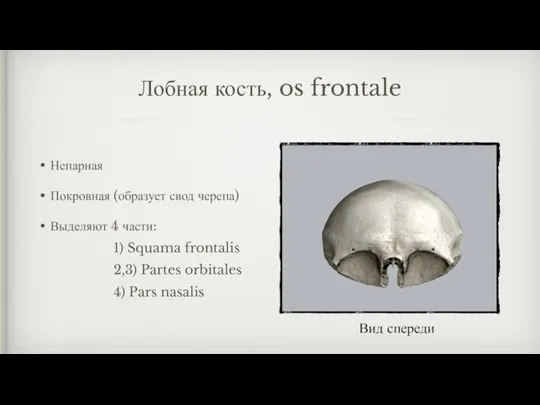 Лобная кость, os frontale Непарная Покровная (образует свод черепа) Выделяют 4 части: