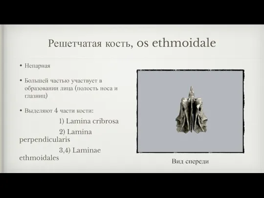 Решетчатая кость, os ethmoidale Непарная Большей частью участвует в образовании лица (полость