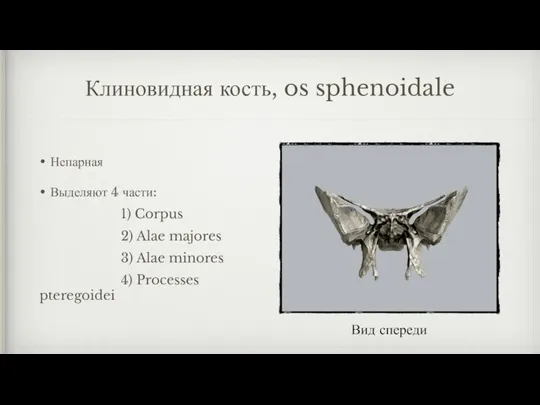 Клиновидная кость, os sphenoidale Непарная Выделяют 4 части: 1) Corpus 2) Alae