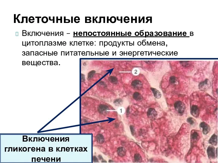 Включения – непостоянные образование в цитоплазме клетке: продукты обмена, запасные питательные и