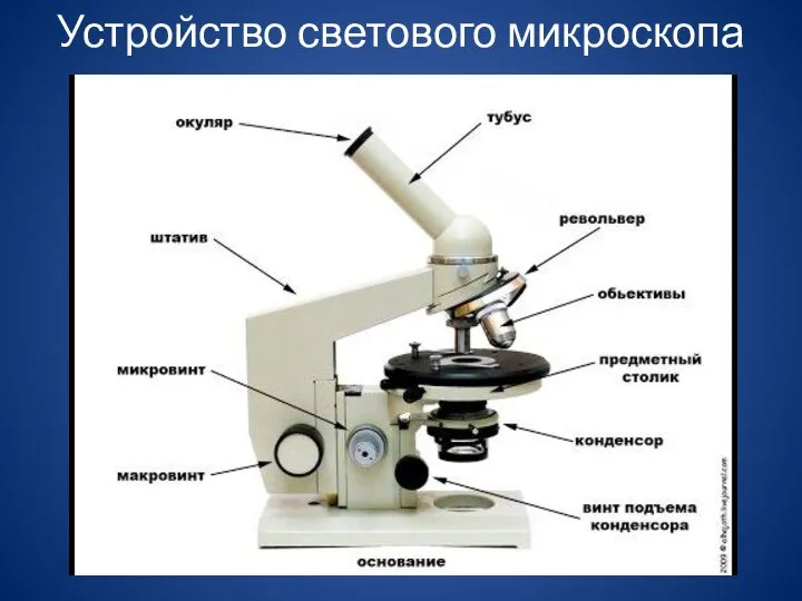 Устройство светового микроскопа