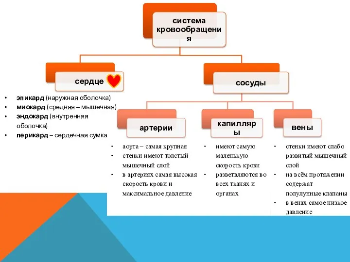 эпикард (наружная оболочка) миокард (средняя – мышечная) эндокард (внутренняя оболочка) перикард – сердечная сумка