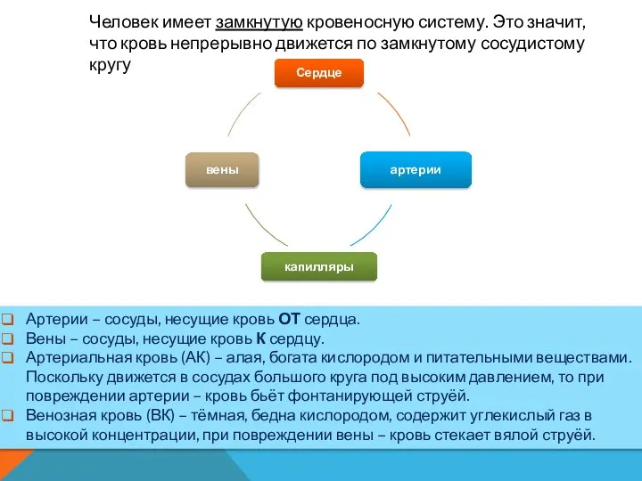 Человек имеет замкнутую кровеносную систему. Это значит, что кровь непрерывно движется по