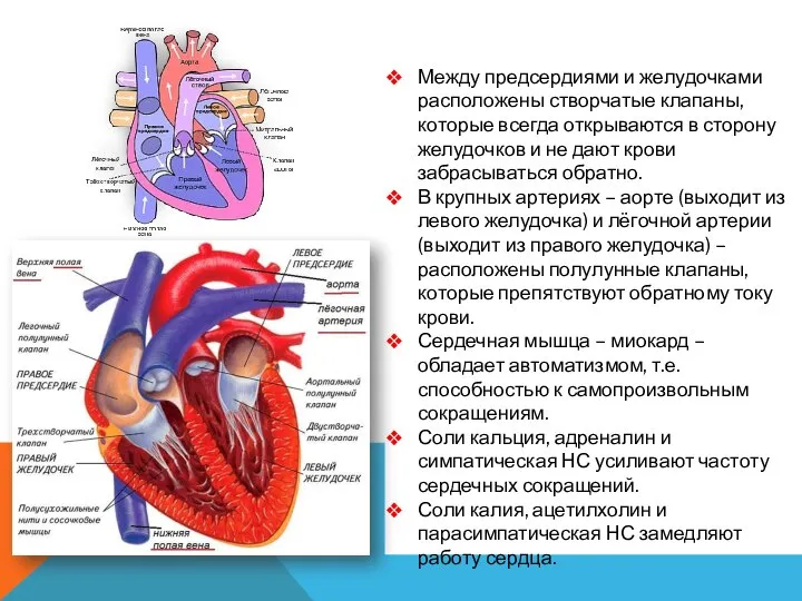 Между предсердиями и желудочками расположены створчатые клапаны, которые всегда открываются в сторону