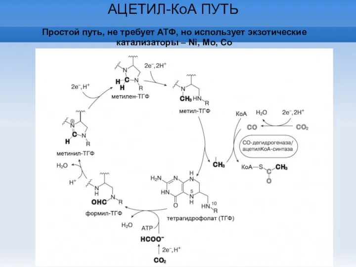 АЦЕТИЛ-КоА ПУТЬ Простой путь, не требует АТФ, но использует экзотические катализаторы – Ni, Mo, Co