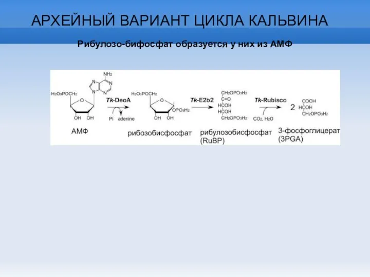 АРХЕЙНЫЙ ВАРИАНТ ЦИКЛА КАЛЬВИНА Рибулозо-бифосфат образуется у них из АМФ