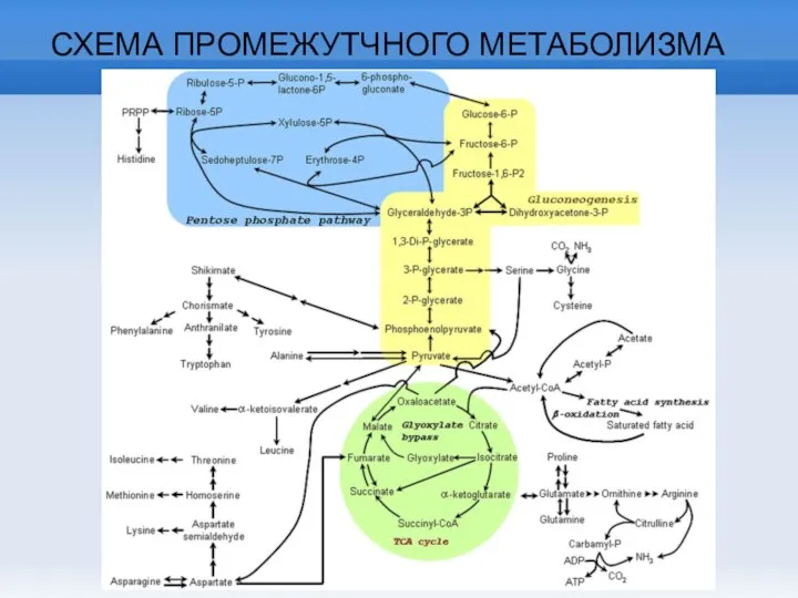 СХЕМА ПРОМЕЖУТЧНОГО МЕТАБОЛИЗМА