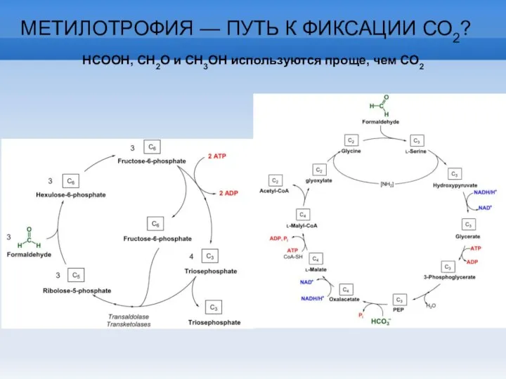 МЕТИЛОТРОФИЯ — ПУТЬ К ФИКСАЦИИ СО2? HCOOH, CH2O и CH3OH используются проще, чем СО2