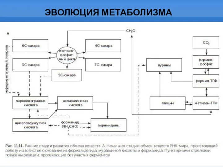 ЭВОЛЮЦИЯ МЕТАБОЛИЗМА