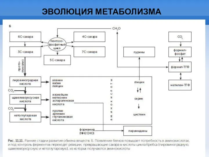 ЭВОЛЮЦИЯ МЕТАБОЛИЗМА