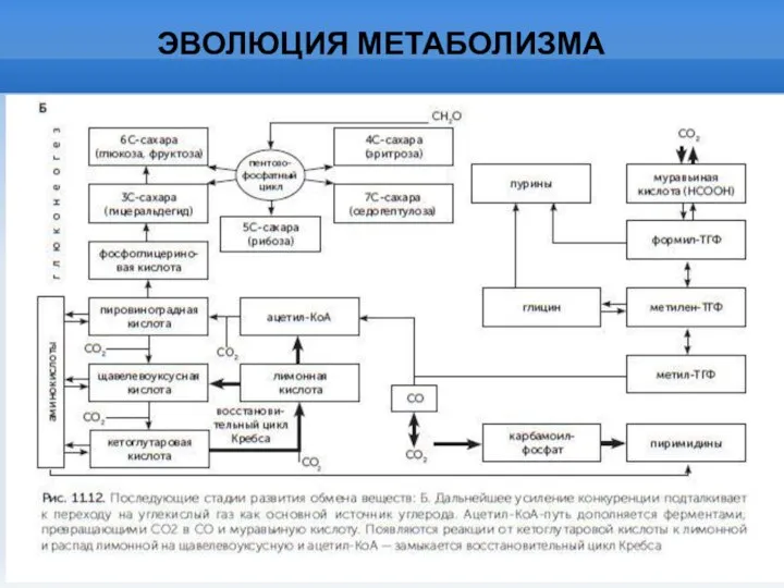 ЭВОЛЮЦИЯ МЕТАБОЛИЗМА