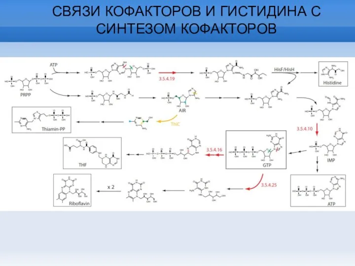 СВЯЗИ КОФАКТОРОВ И ГИСТИДИНА С СИНТЕЗОМ КОФАКТОРОВ