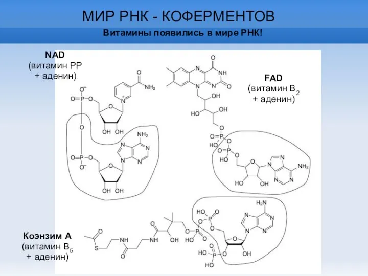 МИР РНК - КОФЕРМЕНТОВ Витамины появились в мире РНК! FAD (витамин В2