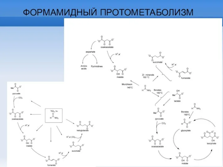 ФОРМАМИДНЫЙ ПРОТОМЕТАБОЛИЗМ