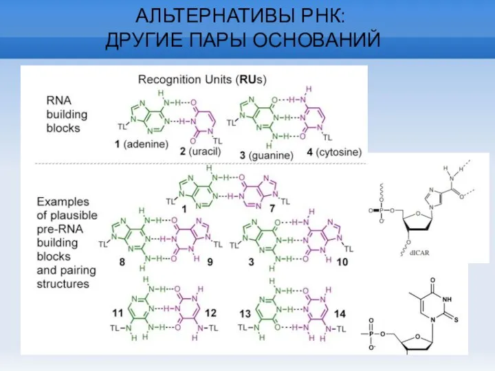 АЛЬТЕРНАТИВЫ РНК: ДРУГИЕ ПАРЫ ОСНОВАНИЙ