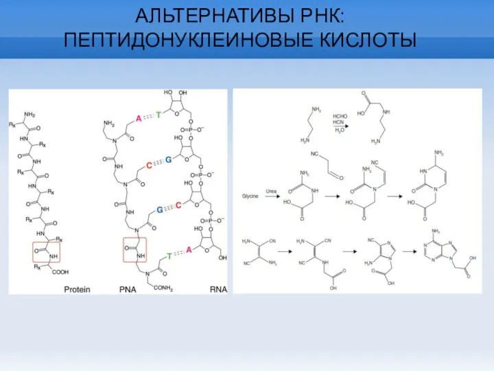 АЛЬТЕРНАТИВЫ РНК: ПЕПТИДОНУКЛЕИНОВЫЕ КИСЛОТЫ