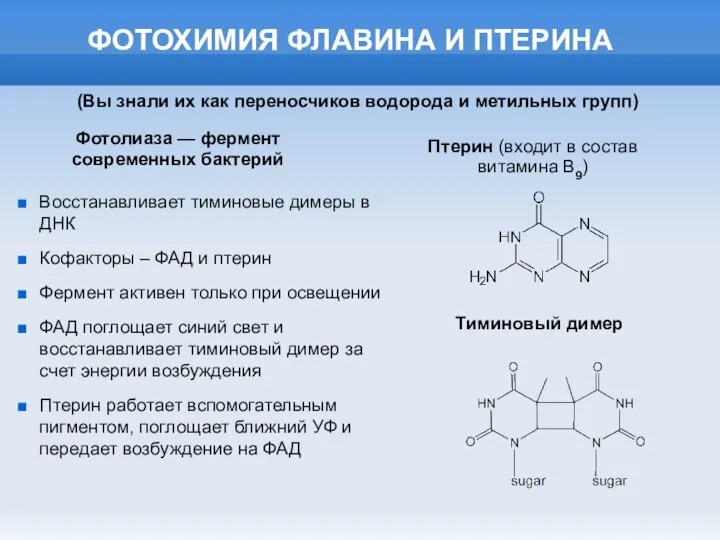 ФОТОХИМИЯ ФЛАВИНА И ПТЕРИНА Фотолиаза — фермент современных бактерий Восстанавливает тиминовые димеры