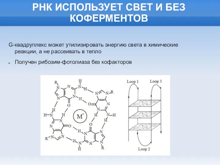 РНК ИСПОЛЬЗУЕТ СВЕТ И БЕЗ КОФЕРМЕНТОВ G-квадруплекс может утилизировать энергию света в