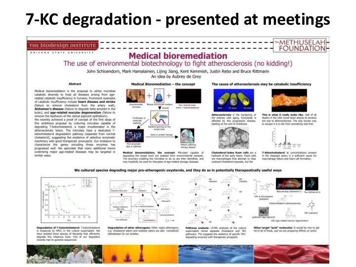 7-KC degradation - presented at meetings