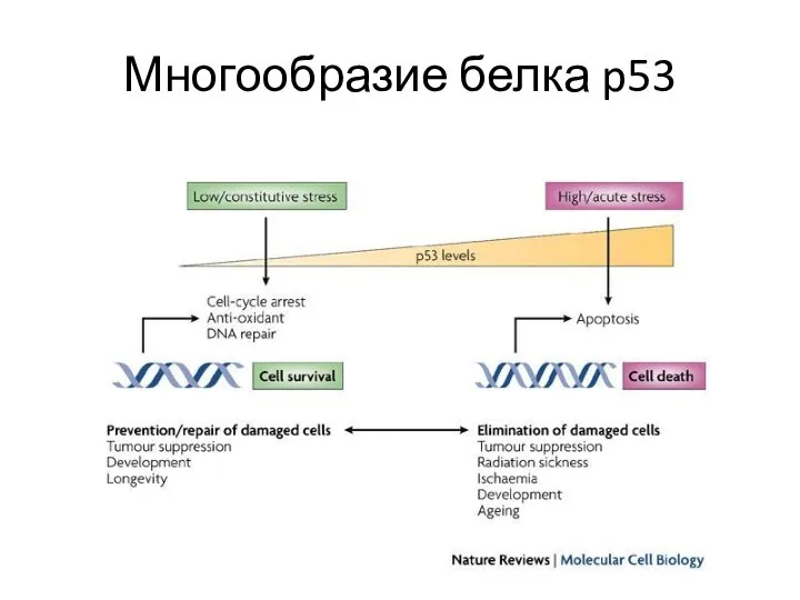 Многообразие белка p53