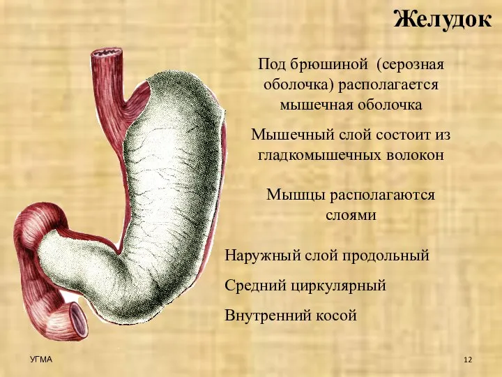 Желудок Под брюшиной (серозная оболочка) располагается мышечная оболочка Мышечный слой состоит из