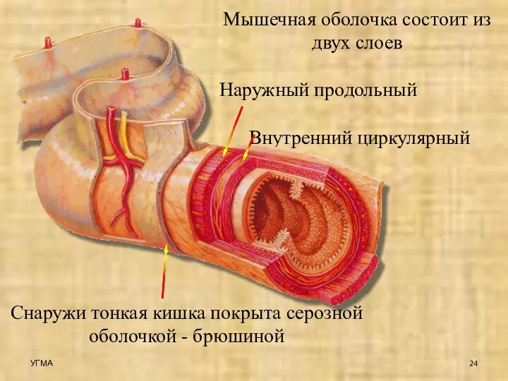 Мышечная оболочка состоит из двух слоев Наружный продольный Внутренний циркулярный Снаружи тонкая