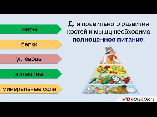 Для правильного развития костей и мышц необходимо полноценное питание. жиры белки углеводы витамины минеральные соли