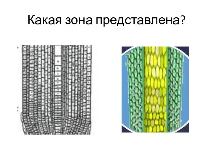 Какая зона представлена?