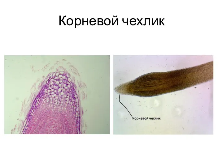 Корневой чехлик