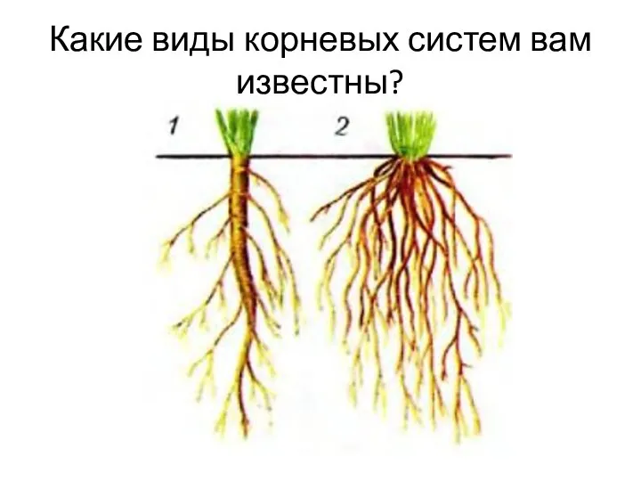 Какие виды корневых систем вам известны?