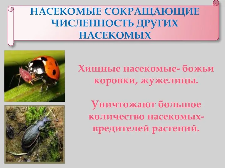 НАСЕКОМЫЕ СОКРАЩАЮЩИЕ ЧИСЛЕННОСТЬ ДРУГИХ НАСЕКОМЫХ Хищные насекомые- божьи коровки, жужелицы. Уничтожают большое количество насекомых- вредителей растений.