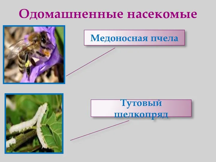 Одомашненные насекомые Медоносная пчела Тутовый шелкопряд