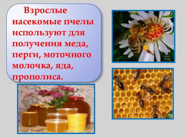 Взрослые насекомые пчелы используют для получения меда, перги, моточного молочка, яда, прополиса.